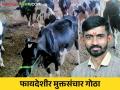 दोन गाईंपासून सुरवात केलेल्या शेतकरी अमृतच्या मुक्त संचार गोठ्याची कमाल - Marathi News | Youth farmer Amrut start free housing cowshed has progressed from dairy business | Latest agriculture News at Lokmat.com