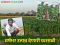 कमी कालावधीतील बारमाही उत्पन्न देणारे हे भाजीपाला पिक ठरतंय दुष्काळी भागाला वरदान - Marathi News | vegetable crop which gives short duration perennial yield is a boon to drought prone areas | Latest agriculture News at Lokmat.com