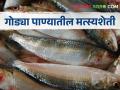 Fishery गोड्या पाण्यातील मत्स्यशेती करताय; कोणत्या जातीचे मासे आणाल? - Marathi News | If doing freshwater fish farming, what kind of fish varieties will you bring? | Latest agriculture News at Lokmat.com