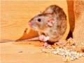 आयुक्तांच्या दालनात घुसखोरी? उंदीरमामांची खैर नाही... - Marathi News | Intrusion into the Commissioner's office? Rat mama is not happy... | Latest mumbai News at Lokmat.com