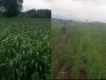 वरुणराजा पावला; सातारा जिल्ह्यात खरीप पेरणी १०६ टक्के  - Marathi News | Kharif sowing in Satara district is 106 percent  | Latest satara News at Lokmat.com