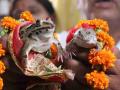 देशामध्ये अनेक ठिकाणी बेडकाचे लावतात लग्न! का सुरु झाली ही प्रथा? जाणून घ्या... - Marathi News | Frogs are married in many places in the country! Why did this practice start? Find out... | Latest pune News at Lokmat.com