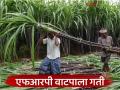 Sugarcane FRP Payment : ऊस गाळपाला वेग, शेतकऱ्यांना दिलासा; २७७ कोटींची एफआरपी जमा - Marathi News | latest news Sugarcane FRP Payment: Sugarcane crushing speed up, relief for farmers; FRP deposit of Rs 277 crore | Latest agriculture News at Lokmat.com