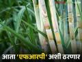एफआरपी निश्चित करण्यासाठी केंद्र शासनाने दिला 'हा' निणर्य; आता असा ठरणार उसाचा दर? - Marathi News | The central government has given 'this' decision to fix the FRP; will the sugarcane price be like this now? | Latest agriculture News at Lokmat.com