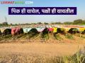 पिकांना पक्ष्यांपासून वाचविण्यासाठी शेतकऱ्याने केलं देशी जुगाड - Marathi News | To save the crops from the birds, the farmer did a native trick | Latest agriculture News at Lokmat.com