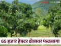 Agriculture News : जळगाव जिल्ह्यात केळीसोबत फळपिकांची शेती वाढते आहे, नेमकं कारण काय?  - Marathi News | Latest News Agriculture of fruit crops is increasing in Jalgaon district along with banana | Latest agriculture News at Lokmat.com