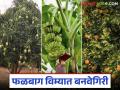 Bogus Fruit Insurance : फळबाग विम्यातही बोगसगिरी; 'या' शेतकऱ्यांचे अर्ज रद्द - Marathi News | Bogus Fruit Insurance: Bogus practices in orchard insurance too; Applications of 'these' farmers cancelled | Latest agriculture News at Lokmat.com