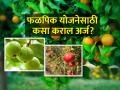 आंबिया बहारातील फळपिकांसाठी विमा योजनेसाठी कसा लाभ घ्याल? - Marathi News | How to avail insurance scheme for fruit crops in Ambia Bahar? | Latest agriculture News at Lokmat.com