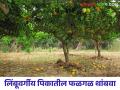 लिंबुवर्गीय फळपिकातील फळगळ कशामुळे होते करा हे सोपे उपाय - Marathi News | What causes fruit drop in citrus crops for this what is the Simple remedies | Latest agriculture News at Lokmat.com