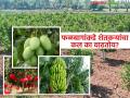 Fruit Farming : पारंपरिक शेतीला रामराम; फळबागांकडे शेतकऱ्यांचा कल का वाढतोय? वाचा सविस्तर - Marathi News | latest news Fruit Farming: Goodbye to traditional farming; Why are farmers increasingly turning to orchards? Read in detail | Latest agriculture News at Lokmat.com