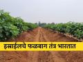 तेलंगानातील मुख्यमंत्र्यांच्या मित्राची ही फळबाग बघितली का? - Marathi News | Did you see this orchard of the friend of the Chief Minister of Telangana? | Latest agriculture News at Lokmat.com