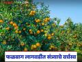 Fruit Orchard Cultivation : वाशिमच्या फळबागांवर संत्राचाच ताबा; विविधतेअभावी फळबाग विस्ताराला ब्रेक - Marathi News | latest news Fruit Orchard Cultivation: Oranges dominate Washim's orchards; Lack of diversity puts brakes on orchard expansion | Latest agriculture News at Lokmat.com