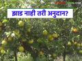 Fruit Orchard Subsidy : अनुदानात कोट्यवधींचा घोटाळा: शेतात झाड नाही, तरीही मिळाले लाखो रुपये! वाचा सविस्तर - Marathi News | latest news Fruit Orchard Subsidy : A scam worth crores in grants! There are no trees in the field, yet lakhs of rupees were received! | Latest agriculture News at Lokmat.com