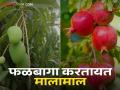 सातारा जिल्ह्यात शेतकरी आंबा, डाळिंब अन् द्राक्ष बागांमधून मालामाल - Marathi News | Farmers in Satara district produce mangoes, pomegranates and grapes got good income | Latest agriculture News at Lokmat.com