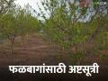 उन्हाळी हंगामात फळबागेचे व्यवस्थापन कसे कराल? कशी घ्याल काळजी - Marathi News | How to manage fruit orchards in summer season? How do you take care? | Latest agriculture News at Lokmat.com