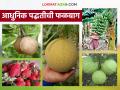 Falbag Lagvad: 'या' जिल्ह्यात फळबाग लागवड वाढली; शेतकऱ्यांना मिळतेय भरघोस उत्पन्न वाचा सविस्तर - Marathi News | Falbag Lagvad: latest news Fruit orchard cultivation has increased in 'this' district; Farmers are getting huge income Read in detail | Latest agriculture News at Lokmat.com