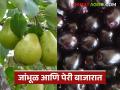 Jamun Pear Fruit Market : फळबाजारात जांभूळ आणि पेरीचा तडका; दर बदलाचे संकेत वाचा सविस्तर - Marathi News | latest news Jamun Pear Fruit Market: Jamun and pear prices in the fruit market; Read the details of price changes | Latest agriculture News at Lokmat.com