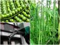 एक किलो मटार, शेवगा शेंगेच्या पैशांत मिळते दोन लिटर पेट्रोल! - Marathi News | fuel price impact on vegetable prices 1kg peas and shevaga 2 liters petrol | Latest pune News at Lokmat.com