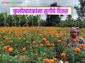 Ful Market : गेल्या आठवड्यात फुलांचे मार्केट वाढले, आता कोसळले, पुढे वाढतील, वाचा सविस्तर  - Marathi News | Latest News Nashik ful Bajar Flower prices expected to increase in next week see details | Latest agriculture News at Lokmat.com