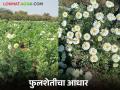 Flower Farming : जळगावच्या शेतकऱ्याची 25 गुंठ्यातील फुलशेती मका, ज्वारीला भारी, वाचा सविस्तर  - Marathi News | Latest News Jalgaon farmer's 25-guntha flower farm is heavy on maize, sorghum crops, read in detail | Latest agriculture News at Lokmat.com