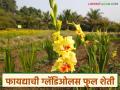 75 दिवसांत उत्पन्न देणारी ग्लॅडिओलस फुलशेती, हेक्टरी अडीच लाख फुलदांड्यांचे उत्पादन, भावही चांगला - Marathi News | Latest News Gladiolus flower cultivation that yields in 75 days, production of 2.5 lakh flower stalks per hectare | Latest agriculture News at Lokmat.com