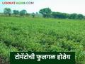 Tomato Fulgal : टोमॅटो पिकातील फुलगळ कशामुळे होते, उपाय काय करावे? वाचा सविस्तर  - Marathi News | Latest News Tomato Fulgal Read in detail what is solution for flower blight in tomato crop | Latest agriculture News at Lokmat.com