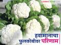 Cloudy Weather : शेतकऱ्यांचे स्वप्न 'फूलकोबी' कोमेजणार का? वाचा सविस्तर - Marathi News | Cloudy Weather : Read in detail how cloudy weather affects cauliflower | Latest agriculture News at Lokmat.com
