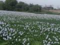 वर्धा जिल्ह्यातील बोर नदीच्या पाण्यावर फुलांचा गालिचा - Marathi News | Flower carpet on the Bor river embankment in Wardha district | Latest vardha News at Lokmat.com