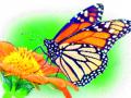 राज्यातील ३५० फुलपाखरांचे ‘बारसे’ - Marathi News | name ceremoney of 350 butterflies in the state | Latest pune News at Lokmat.com