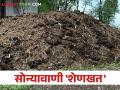 उकिरड्यातून कमवा सोने; एका ट्रॅक्टरसाठी मिळतायत इतके रुपये - Marathi News | Earn gold from farm yard manure; For one tractor trolley you get Rs | Latest agriculture News at Lokmat.com