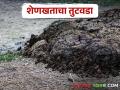 पशुधन घटले, ग्रामीण भागात शेणखताचा तुटवडा.. मिळतोय चांगला भाव - Marathi News | Livestock decreased, shortage of cow dung in rural areas.. Good price is getting | Latest agriculture News at Lokmat.com