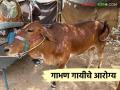 गाय गाभण असल्यास 'या' चुका कधीच करू नका, या काळात काय करावे, काय करू नये? - Marathi News | Latest News Gabhan Gay How to manage the health of pregnant cow see details | Latest agriculture News at Lokmat.com