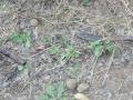 धामणेत शेतीच्या वादातून सख्या चुलत भावाचा खून - Marathi News | Murder of a cousin in a farm dispute in Dhamne | Latest kolhapur News at Lokmat.com