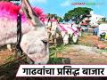 Gadhav Bajar Jejuri : जेजुरीमधील प्रसिद्ध गाढव बाजारात दोन कोटी रुपयांपर्यंत उलाढाल - Marathi News | Gadhav Bajar Jejuri: The famous donkey market in Jejuri has a turnover of up to two crore rupees. | Latest agriculture News at Lokmat.com