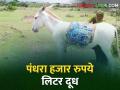 ऐकावे ते नवलच! आखाडा बाळापुरात गाढविणीचे दूध पंधरा हजार रुपये लिटर - Marathi News | It's amazing to hear! Fifteen thousand rupees donkey milk in Akhara Balapur | Latest agriculture News at Lokmat.com