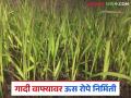 कमी खर्चात गादी वाफ्यावर कशी तयार कराल उसाची रोपे? जाणून घ्या सविस्तर - Marathi News | How to prepare sugarcane seedlings on a raised bed at low cost? Learn in detail | Latest agriculture News at Lokmat.com