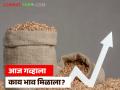 शरबती गव्हाला क्विंटलमागे काय दर मिळतोय, वाचा जिल्हानिहाय आजचे गहू बाजारभाव  - Marathi News | Latest news price per quintal of Sharbati wheat, read today's district-wise wheat market price | Latest agriculture News at Lokmat.com