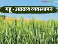 गहू फुटवे वाढीसाठी जबरदस्त फॉर्म्युला, असे करा अन्नद्रव्य व्यवस्थापन, वाचा सविस्तर  - Marathi News | Latest News Wheat Crop Management Amazing formula for wheat sprout growth read in detail | Latest agriculture News at Lokmat.com