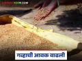 गव्हाची आवक वाढली, मागणी स्थिर, क्विंटलमागे सरासरी काय दर मिळतोय, वाचा सविस्तर  - Marathi News | Latest news Wheat arrivals have increased, demand has remained stable, see average price per quintal, read in detail | Latest agriculture News at Lokmat.com
