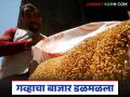 Gahu Bajarbhav : गहू बाजारात पडझड; महिनाभरात तब्बल 'इतक्या' रुपयांनी भाव घसरले वाचा सविस्तर - Marathi News | latest news Gahu Bajarbhav : Wheat market collapses; Prices fall by 'so many' rupees in a month Read in detail | Latest agriculture News at Lokmat.com