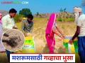 Wheat Harvesting : मशरूम शेतीसाठी गव्हाचा भुसा उपयुक्त, कसा ठरतोय फायदेशीर? - Marathi News | Latest News Gahu bhusa Wheat straw is the option for mushroom farming, read in detail | Latest agriculture News at Lokmat.com