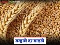 अवकाळी पावसामुळे गव्हाच्या दरात वाढ; वाचा लोकवन गव्हाला क्विंटलमागे काय मिळतोय दर? - Marathi News | Wheat prices increase due to unseasonal rains; Read What is the price per quintal of Lokvan wheat? | Latest agriculture News at Lokmat.com