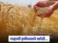 'या' तारखेपासून गव्हाची हमीभावाने खरेदी, तर 1 फेब्रुवारीपासून नोंदणी, जाणून घ्या सविस्तर  - Marathi News | Latest News Gahu Kharedi Wheat procurement at Minimum Support Price by the Rajasthan and Madhya Pradesh governments | Latest agriculture News at Lokmat.com