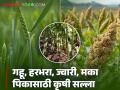 Agriculture News : गहू, हरभरा, ज्वारी, मका पिकासाठी सामान्य कृषी सल्ला, वाचा सविस्तर  - Marathi News | Latest News General Agriculture Advice for Wheat, Gram, Sorghum, Maize Crops, read in detail  | Latest agriculture News at Lokmat.com