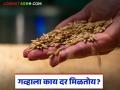महाराष्ट्रासह मध्यप्रदेश आणि उत्तर प्रदेशात 'या' गव्हाला सर्वाधिक दर मिळतोय, वाचा सविस्तर  - Marathi News | Latest News Gahu Bajarbhav see wheat market prices in Maharashtra, Madhya Pradesh and Uttar Pradesh | Latest agriculture News at Lokmat.com