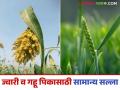 Gahu, Jwari Crop : ज्वारी अन् गहू पिकाची दाणे भरण्याची अवस्था, अशी घ्या काळजी, वाचा सविस्तर  - Marathi News | Latest News Gahu, Jwari Crop management Grain filling stage of jowar and wheat crop read in detail | Latest agriculture News at Lokmat.com