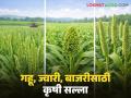 Krushi Salla : फेब्रुवारीच्या पहिल्या आठवड्यात गहू, ज्वारी, बाजरी पिकांचे असे करा नियोजन  - Marathi News | Latest news Plan your wheat, sorghum, and millet crops this way in the first week of February | Latest agriculture News at Lokmat.com