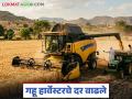 हार्वेस्टरने गहू काढणीसाठी एकरी 2800 रुपयांचा रेट, तुमच्याकडे काय रेट सुरूय, वाचा सविस्तर  - Marathi News | Latest News gahu Kahdani Harvester charges Rs 2800 per acre for wheat harvesting | Latest agriculture News at Lokmat.com