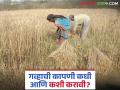 Gahu Kadhani : गव्हाचे उत्पादन टिकवण्यासाठी काढणीवेळी हे सूत्र लक्षात ठेवा? वाचा सविस्तर  - Marathi News | latest News Gahu Kadhani Remember this formula during harvesting wheat production Read in detail | Latest agriculture News at Lokmat.com