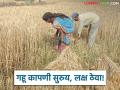 Gahu Kadhani : 'हे' केलं नाहीतर गहू पीक आगीत नष्ट झालंच म्हणून समजा, वाचा सविस्तर - Marathi News | Latest News wheat crop greatest risk from this threat know how to protect wheat from farm fire | Latest agriculture News at Lokmat.com